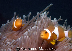 The ever popular Nemo, found off Tioman Island, shot on m... by Grahame Massicks 